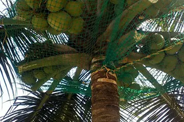 Coconut Safety Nets in Pune