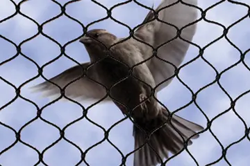 Pigeon Safety Nets in Pune